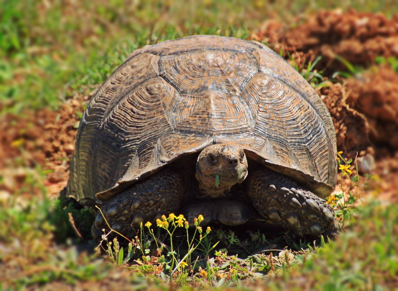 2K, nature, Tortoise, day, pattern, wildlife, animals In The Wild, outdoors, Turtle, animal themes, grass, animal head, slowly, africa, animal shell, creature