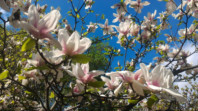 no people, spring, tree, park, branch, close-up, freshness, flower, petal, nature, garden, plant, magnolia, blossom, day, sunlight, growth, flower head