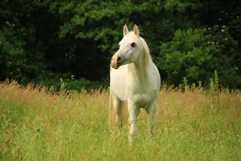 daytime, mane, day, field, animal, vertebrate, white horse, land, Mold, brown, Pasture, one animal, white color, herbivorous, white, mare, 5K, cute, thoroughbred arabian