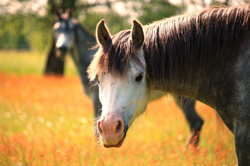 plant, pasture, mare, animal head, pferdeportrait, pets, hair, animal wildlife, farm, shallow, no people, domestic, herbivorous, summer, animal body part