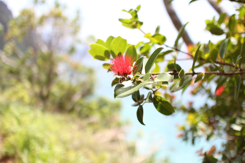 kapaa, hawaii, pollination, nature, plant, pollen, outdoors, no people, close-up, plant part, day, kalalau trail, leaf, napali coast, fragility, flower