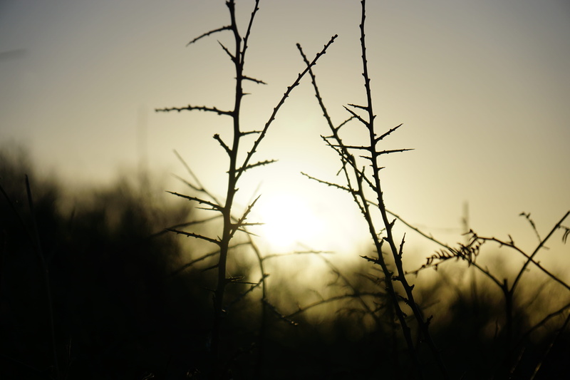nature, bokeh, sky, scenics - nature, leaf, trélévern, no people, tranquil scene, land, 5K, blur, sun, silhouette, set, outdoors, france, close-up, plant