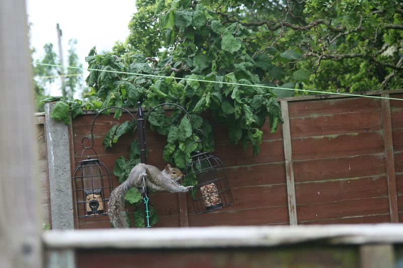 window, animal themes, green color, squirrel, architecture, plant, day, rodent, outdoors, animal, 2K, wildlife, wood - material, selective focus, nofilter