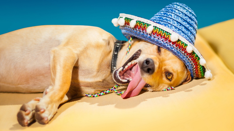 animal, domestic, relaxation, fun, no people, hat, mammal, pet clothing, celebration, mouth, 8K, domestic animals, animal themes, funniest crazy dog picture wearing hat
