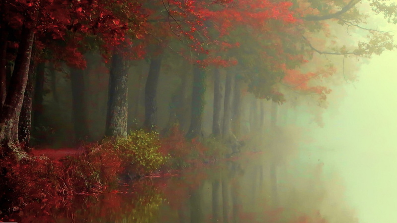 mist, fall, shrubs, 1080P, landscape, leaves, nature, red, morning, forest, river, atmosphere, trees, reflection