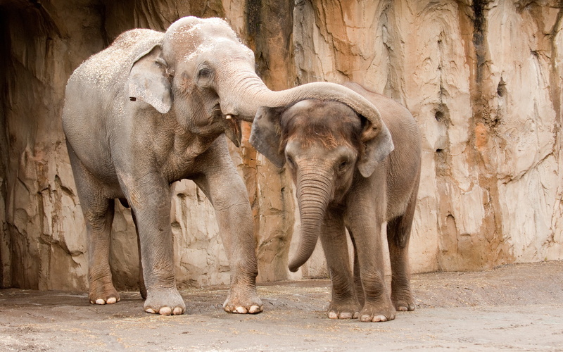 elephants, beautiful, Group, HD image, 2K, animals, hd background, best, elephant