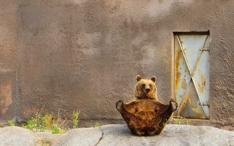 1080P, bear, animal, funny, pose