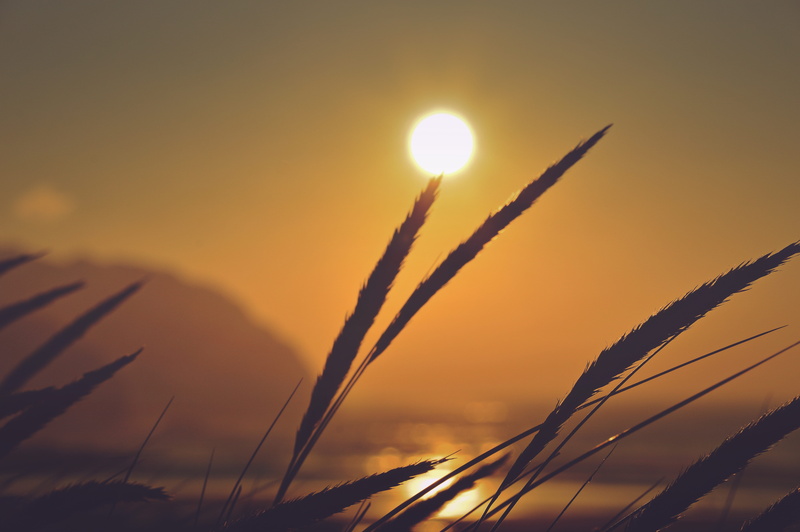 sky, tranquility, perranporth beach, adelgordon, outdoors, sunset, low angle view, beauty in nature, cloud - sky, dunes, 5K, timothy grass, grass, crop