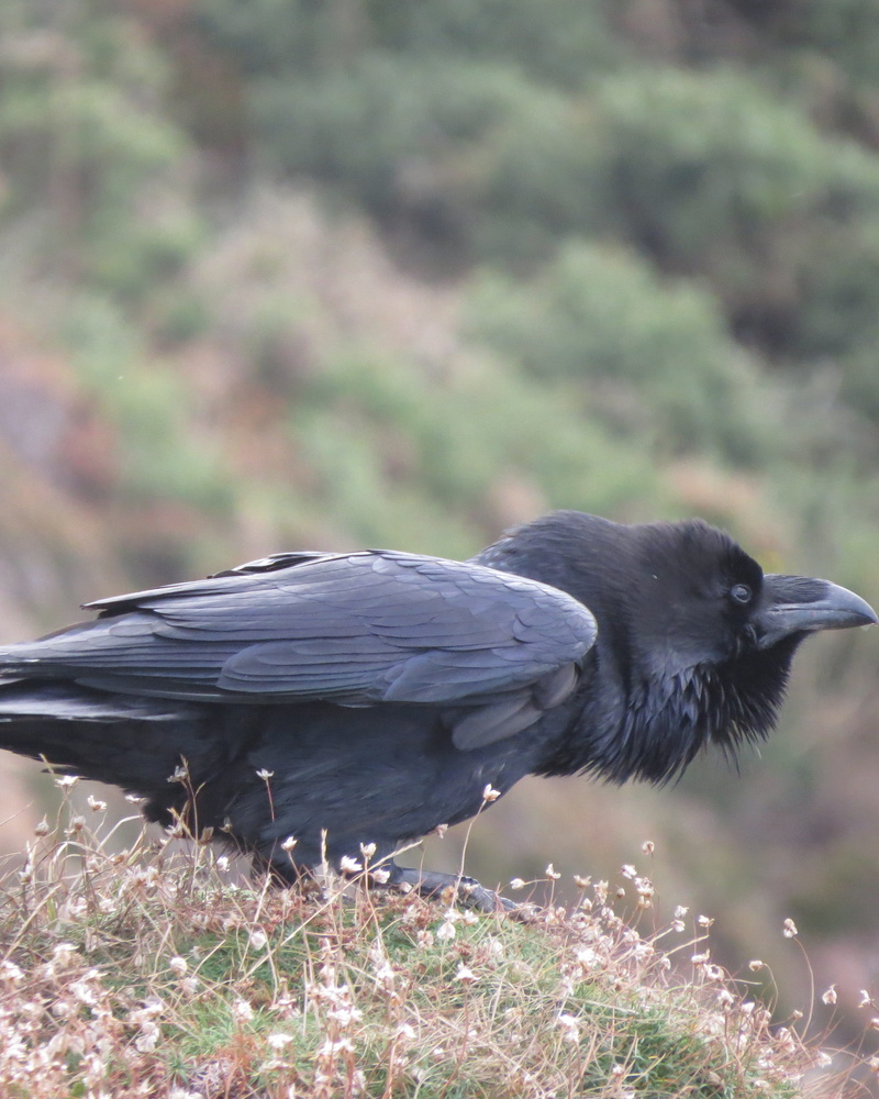 side view, field, close-up, nature, plant, perranporth, one animal, no people, 2K, black color, united kingdom, vertebrate, bird, focus on foreground