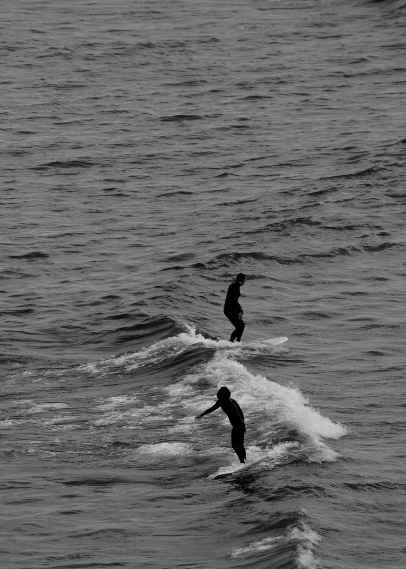 animal, weekend activities, water, outdoors, adventure, real people, wave, swimming, sea, surf, surfing, black and white, waterfront, beach, minimalism