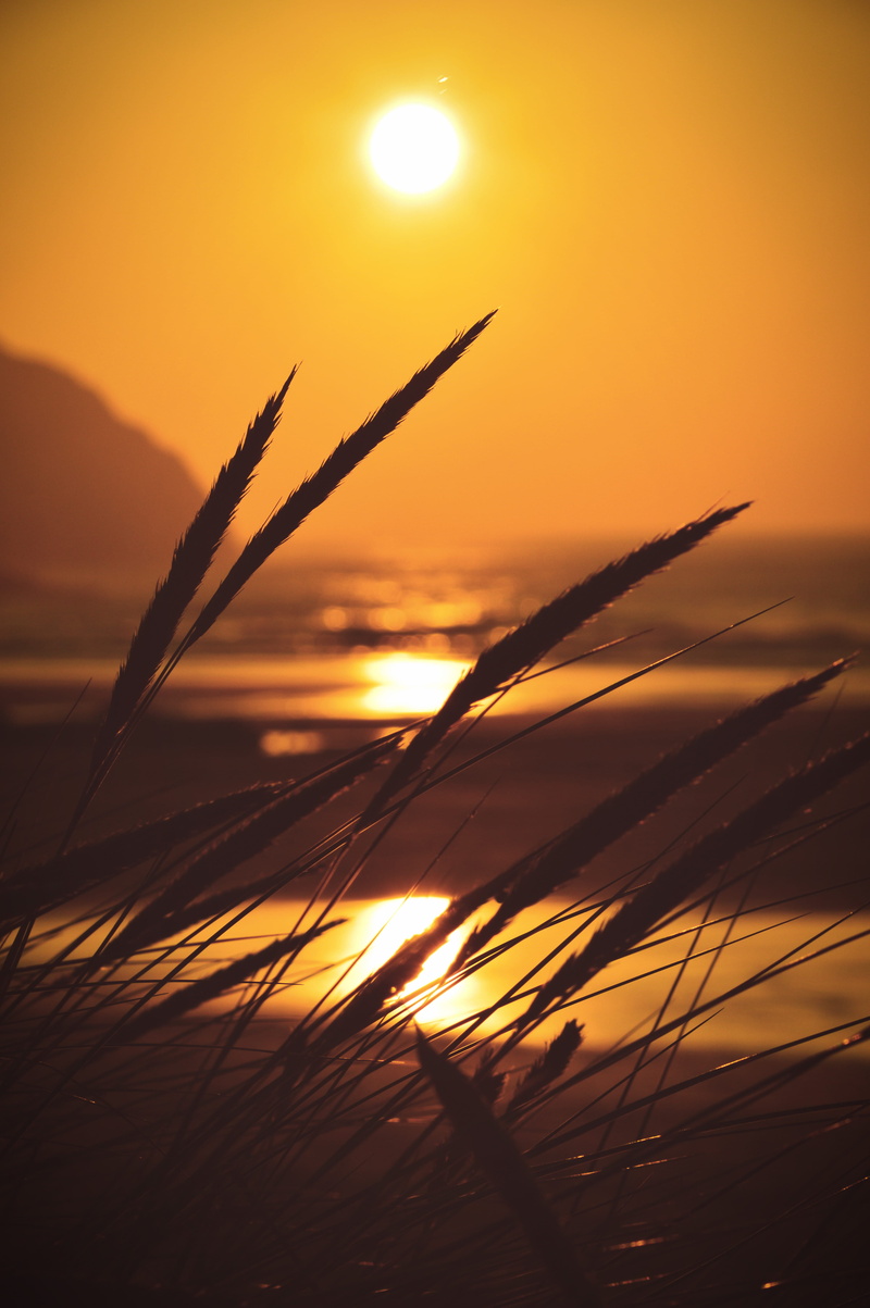stalk, beauty in nature, sunlight, 5K, sky, adelgordon, nature, perranporth beach, beach, scenics - nature, water, idyllic, sunset, sea, orange color