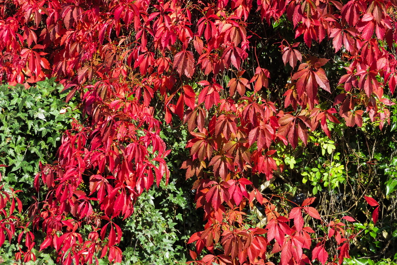 full frame, change, nature, outdoors, reen, wine partner, vulnerability, abundance, red leaves, flowering plant, flower, sunlight, day, wall planting, plant part