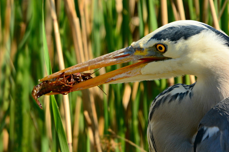 animal themes, catch, plant, prey, no people, focus on foreground, water, eye, bird, wading bird, 2K, one animal, heron, side view, marsh, feeding, mouth open