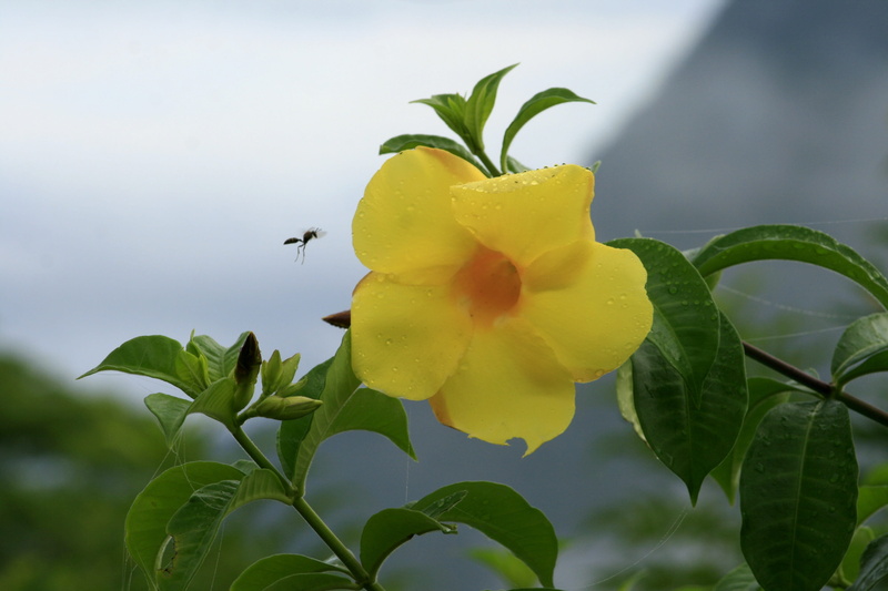 freshness, approach, wild, stillness, vulnerability, pollination, beauty in nature, summer, eye-catching, invertebrate, flower, animal wildlife, colorful