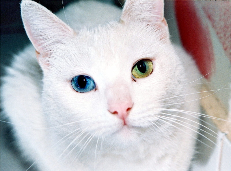 cute, intriguing, odd, focus, animal themes, whisker, pets, portrait, white color, eye-catching, eye, vertebrate, domestic, different, cat, animal eye