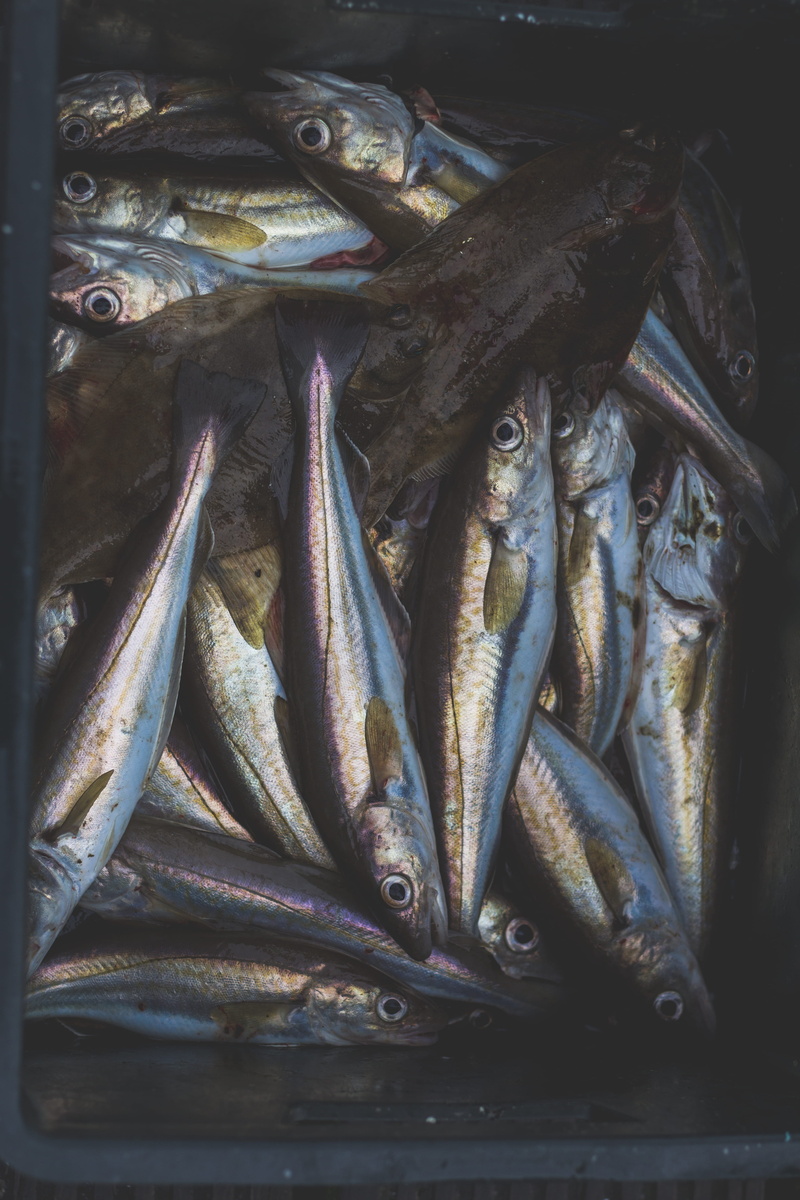 market, freshness, seafood, close-up, half, dead, catch, vertebrate, healthy eating, consumerism, 5K, no people, wellbeing, food, basket, alive, abundance