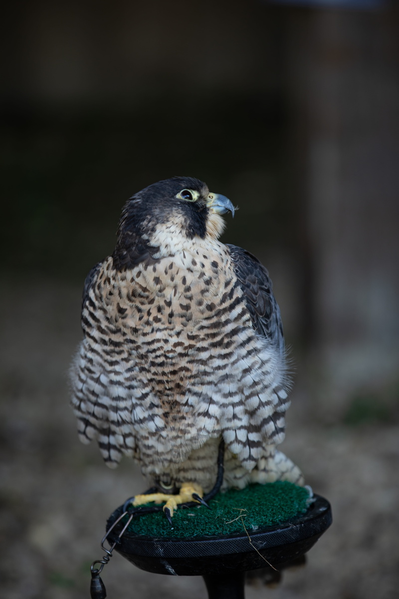 focus on foreground, close-up, vertebrate, plumage, no people, 5K, nature, perching, looking at camera, predator, bird of prey, animal wildlife, front view