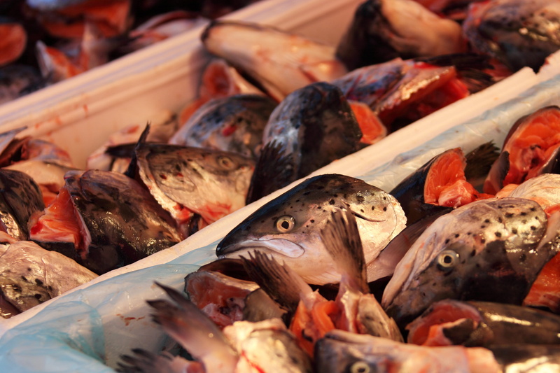 raw Food, Eye, plastic, seafood, fish Market, retail, sea, close-up, for sale, prepared Fish, selling, freshness, raw, food and drink, Animal, sale, white