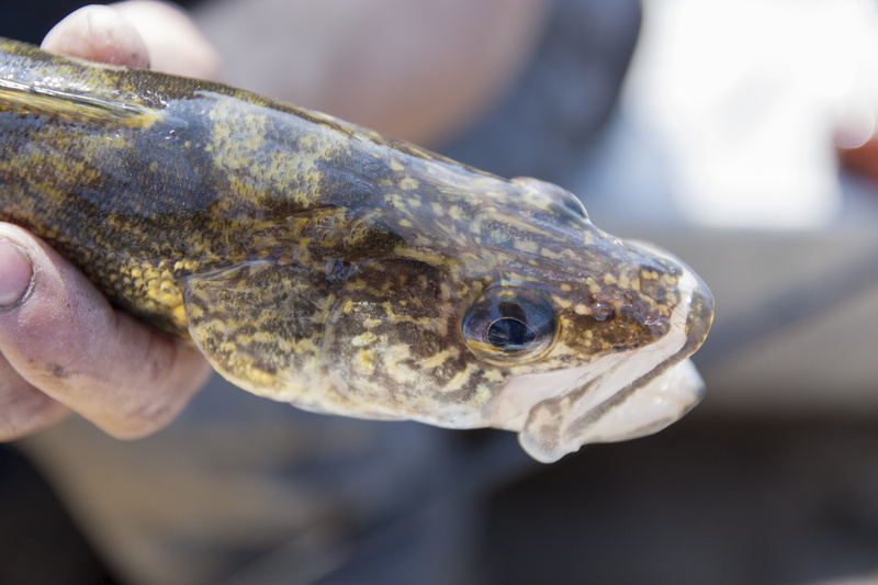 hand, catch of fish, 4K, fishing, northern pike, one animal, freshness, animal, animal eye, animal head, animal wildlife, vertebrate, fish, catch, animal themes