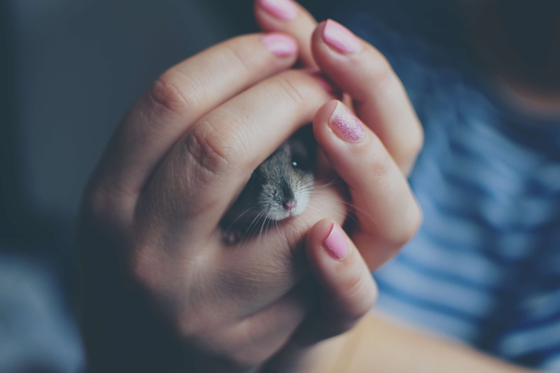 close up, one person, people, freshness, body part, animal, look, indoors, tiny, eye, rodent, catch, one animal, skin, little, human finger, finger, 4K