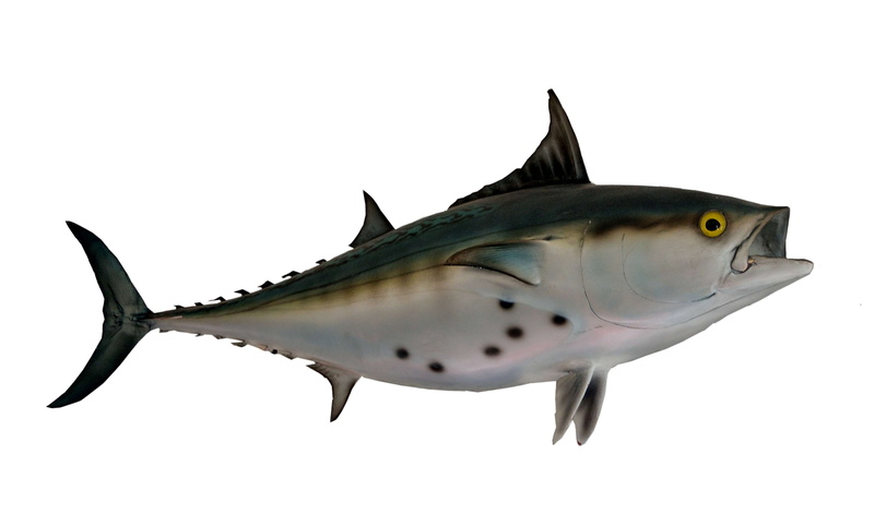 mouth, mounted, ocean, dried, 2K, sport, dead, eye, head, saltwater fish, fishing, cut out, scale, white background, animal themes, bonito fish, sea, close-up