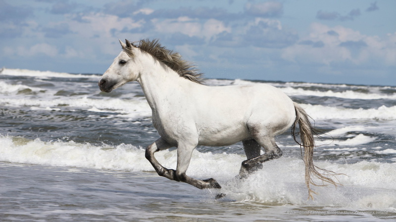 galloping, Animals, along, shore, connemara, ireland, warmblood, 2K