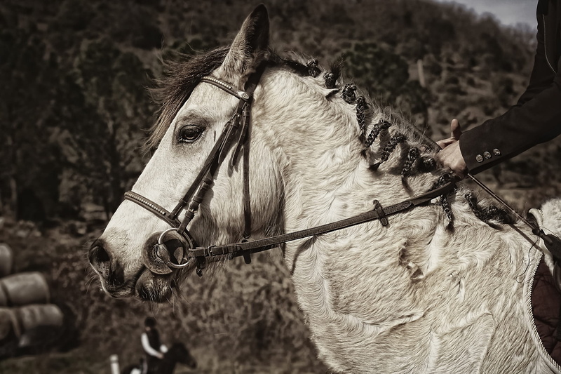 horse, flange, contest, tone, bridle, mammal, plant, competitions, sepia, animal head, eventing, 1080P, sport, nature, domestic animals, domestic, outdoors