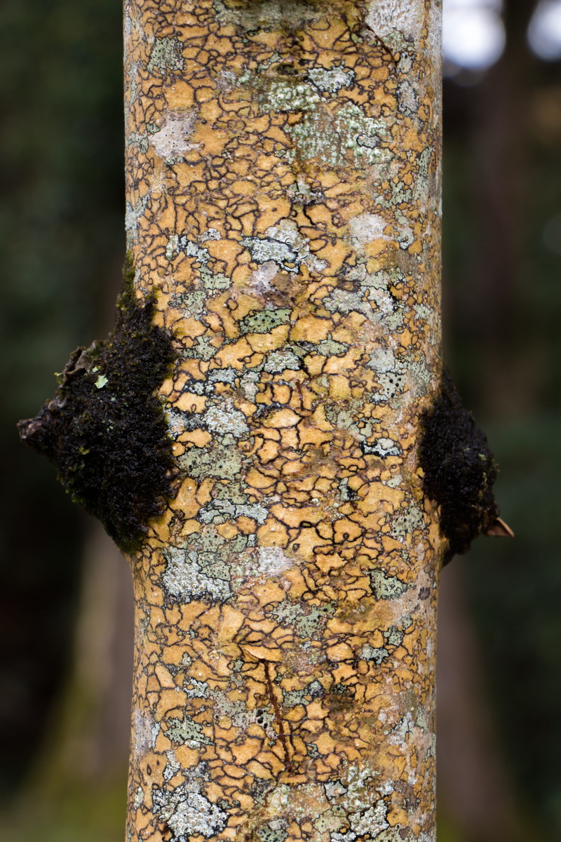 weathered, selective, nature, no people, photography, trunk, flora, birch, close-up, connemara national park, tree, bark, 5K, pattern, old, rough, plant bark