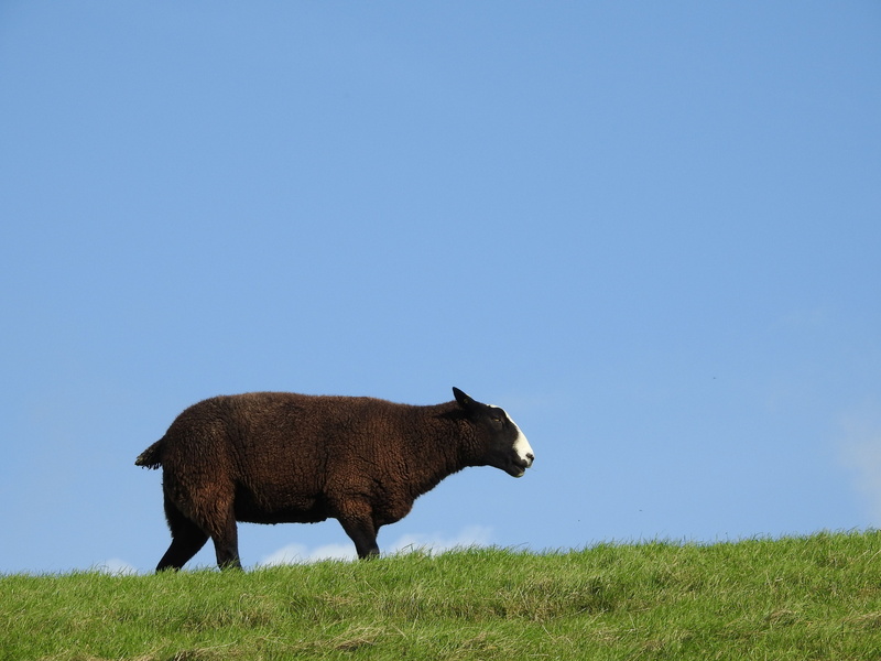 sky, animal, sheep face, domestic animals, profile view, vertebrate, one animal, no people, sheep, animal wildlife, animals, land, animal themes, grass