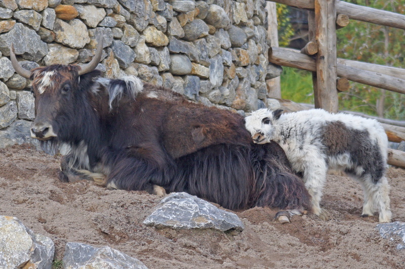 animal wildlife, mongolia, no people, day, herbivorous, white, beef, sheep, yak, livestock, young animal, animals in the wild, two animals, animal themes