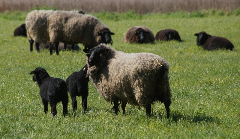 herbivorous, grass, livestock, animal themes, domestic, pasture, race, vertebrate, plant, agriculture, young animal, rural, land, domestic animals, meadow