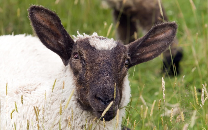grazing, field, animals, afternoon, sheep, grass, black headed, 1080P