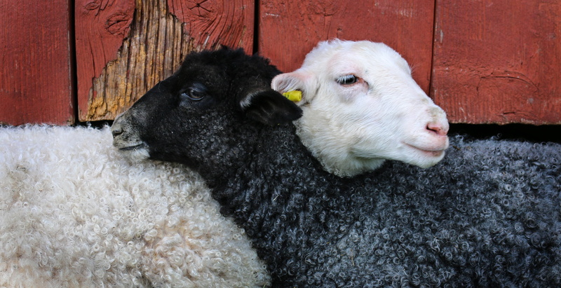 lamb, no people, cow, animal themes, animal family, group of animals, white, cattle, may, black, domestic animals, vertebrate, close-up, two animals, animal