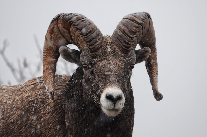 close-up, horns, snout, sheep, domestic animals, 4K, animal body part, domestic, animals in the wild, day, animal themes, mammal, livestock, one animal