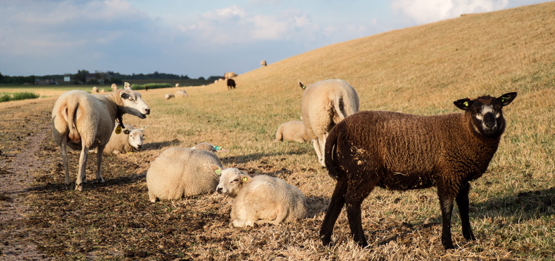 outdoors, agriculture, oosterend terschelling, sheep, schapen, animal, pets, vertebrate, domestic, environment, domestic animals, group of animals, no people