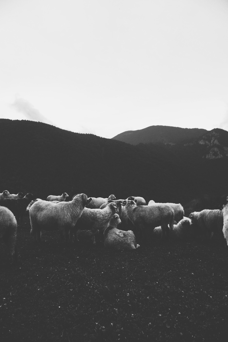 animal themes, landscape, domestic animals, sky, grass, mountain, environment, nature, scenics - nature, sheep, pets, mountain range, herd, 4K, vertebrate