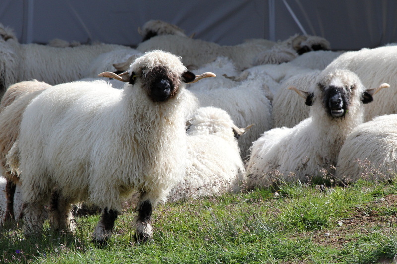 livestock, flock of sheep, fur, grass, agriculture, no people, herbivorous, land, day, valais, Nose, domestic, group of animals, vertebrate, outdoors, Flock