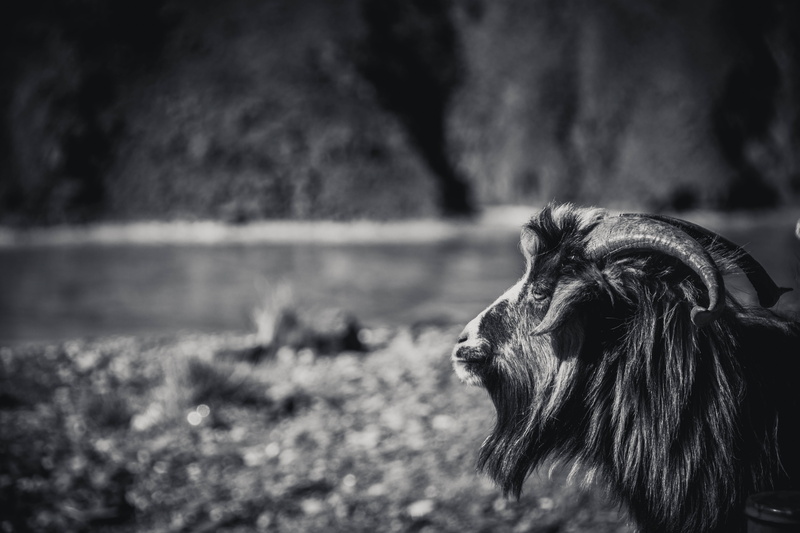 day, outdoors, dog, animal, mammal, animal hair, looking away, vertebrate, pets, close-up, focus on foreground, domestic, 5K, animal body part, animal wildlife