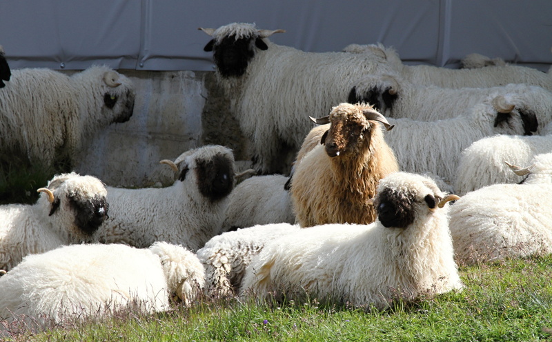 pets, Nose, herd, field, mammal, Sheep, herbivorous, no people, domestic animals, flock Of Sheep, grass, livestock, animal family, valais, domestic, land