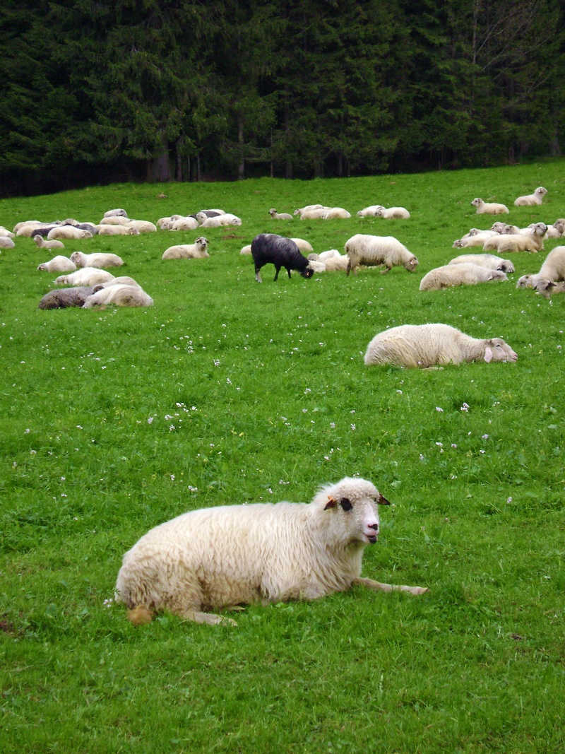 nature, mountains, pets, flock of sheep, sheep, outdoors, large group of animals, animal, animal themes, group of animals, field, domestic animals, 2K