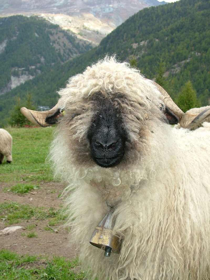 pets, bell, animal themes, black nosed sheep, one animal, domestic, vertebrate, animal wildlife, herbivorous, domestic animals, grass, valais, day, plant