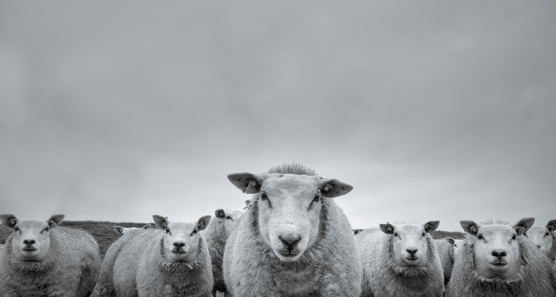 Stare, Animal, Black and White, 1080P, Sheep