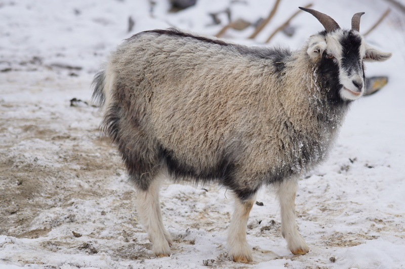 vertebrate, winter, sheep, cold temperature, fine undercoat, snow, goat, black, livestock, mammal, domestic animals, himalayas, gray, field, cashmere goat