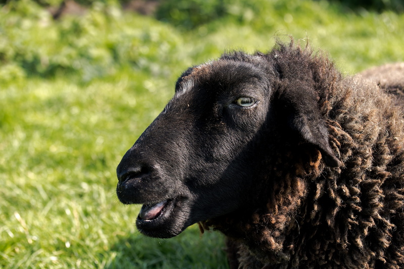 domestic, focus on foreground, black color, fur, animal portrait, black, day, wool, vertebrate, sheep, animal, animal body part, close-up, animal themes