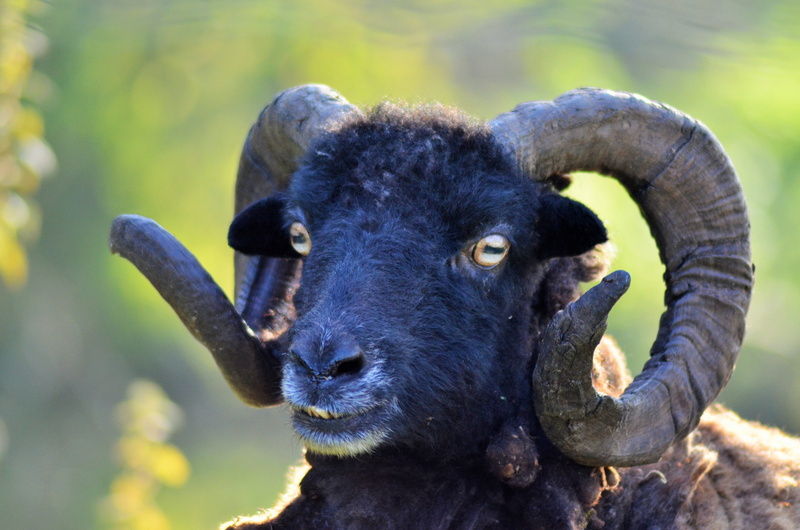 livestock, black, animal mouth, looking at camera, nature, Animals, day, 4K, animal wildlife, close-up, no people, snout, focus on foreground, Ram, animal body part