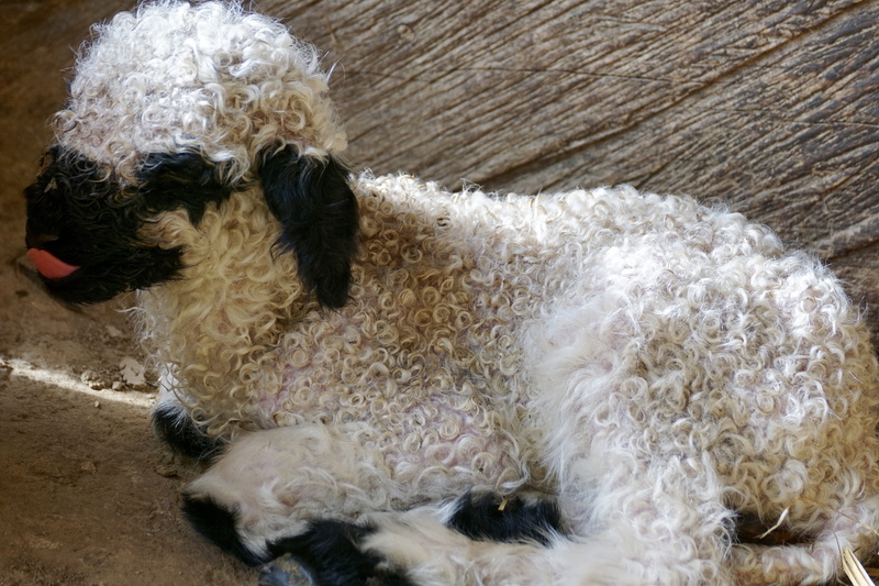 young, birth, horn, white color, animal child, reborn, pets, cute, baby, animal hair, nature, canine, newborn, white, domestic animals, meadow, no people