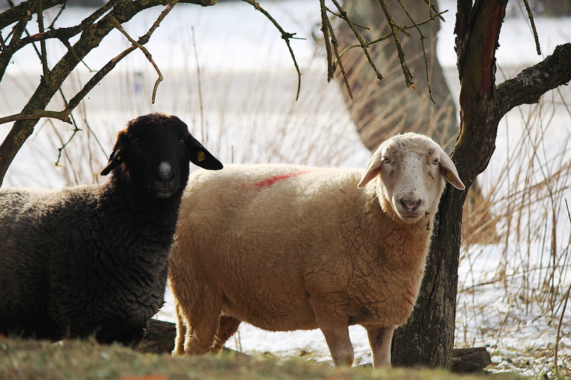 Black Sheep, plant, mammal, domestic animals, domestic, tree, herbivorous, 5K, field, White, two animals, sheep, portrait, animals in the wild, white sheep