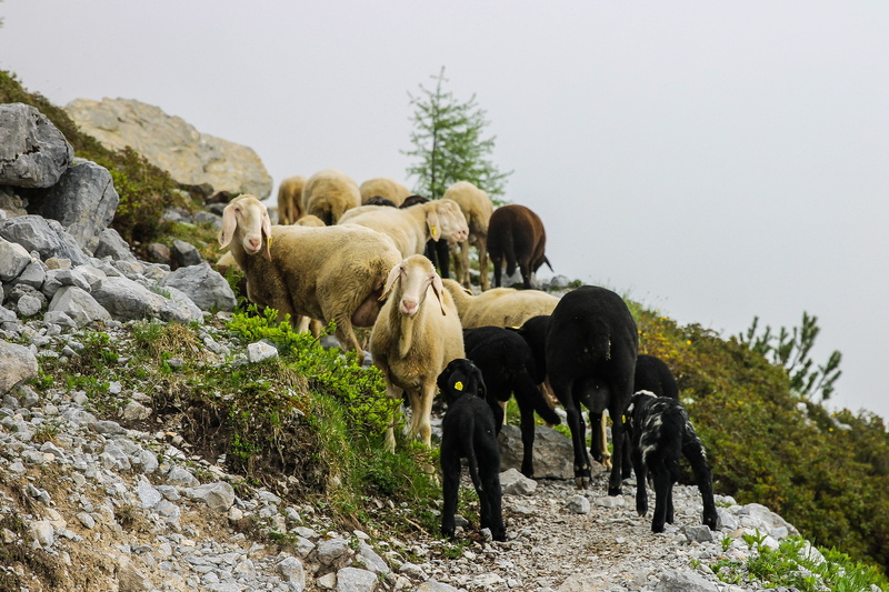mammal, land, 4K, stone, animals in the wild, alpes, herd, juhnyáj, domestic animals, animal family, tree, animal, herbivorous, cliff, livestock, black sheep