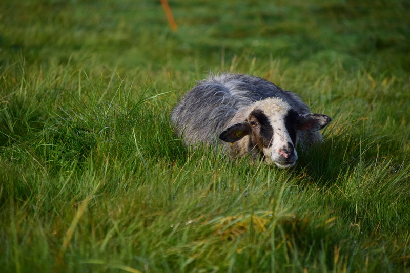 mammal, plant, sheep, day, no people, pasture, outdoors, livestock, animals in the wild, rural Scene, vertebrate, animal wildlife, domestic, herbivorous