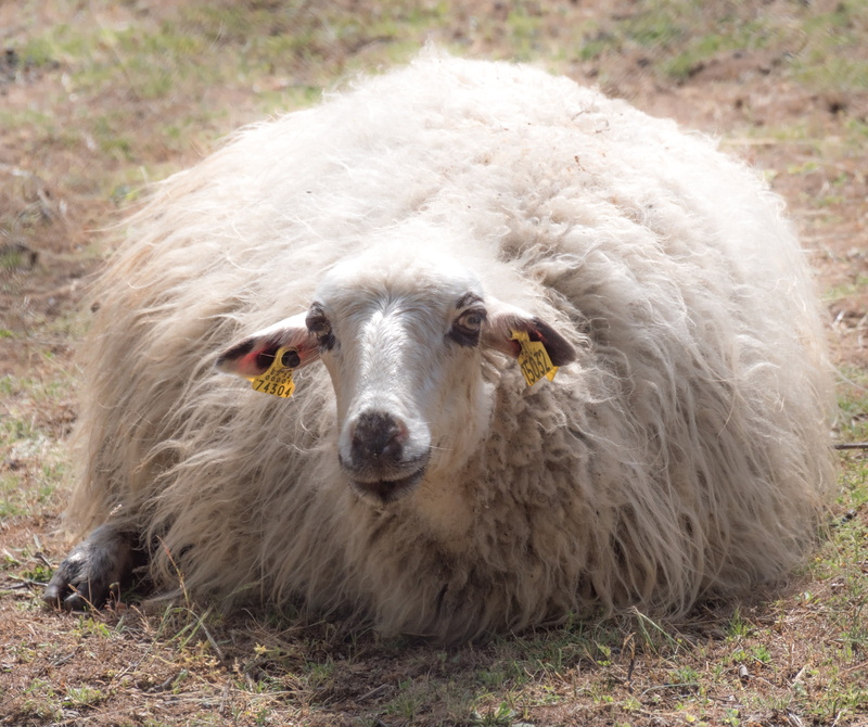 animal, domestic animals, land, close-up, churra, plant, domestic, outdoors, mammal, cowbell, ear, pets, goat, grass, livestock, looking at camera, 2K